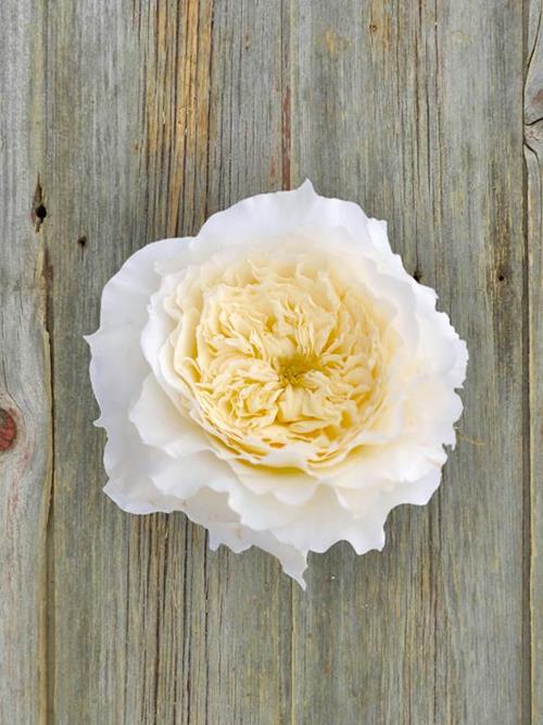 Wholesale Patience David Austin White Garden Roses Delivered Online